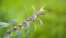 益母草：妇科圣药的多面解析与应用指南