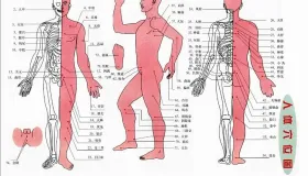 中医穴位养生全攻略：常见穴位解析与综合养生指南