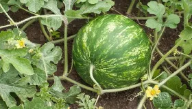 野西瓜长什么样子