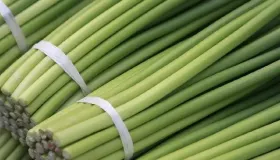 蒜苔怎么炒好吃又简单