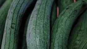 儿菜是榨菜原料吗