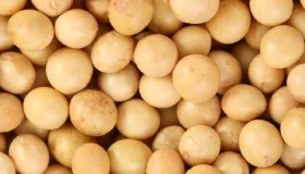 谷物类有哪些食物名称