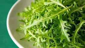 野生苦菜长什么样