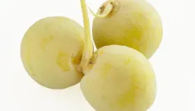 白果怎么吃才没有毒 白果是银杏的果实吗