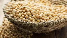 青大豆与黄大豆哪个好