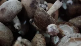 香菇怎么洗才是最干净的