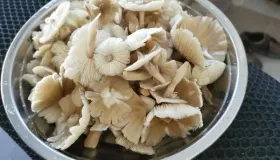 蘑菇种类各有不同价值堪称丰富