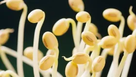 黄豆芽能冷冻保存吗