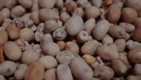 油炸花生米能放多长时间