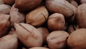 香榧坚果是什么味道