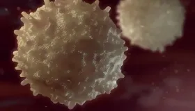 龙爪的功效和使用方法