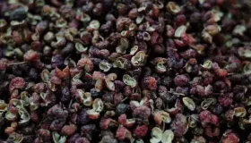 鲜花椒可以直接炒菜吗