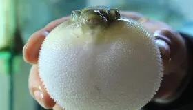 鲅鱼和青占鱼是一种鱼吗