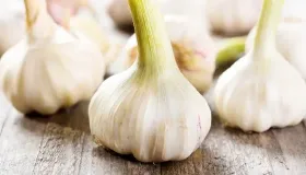 野生小蒜怎么腌制保存