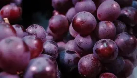 葡萄树哪个品种最好