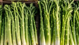 莴笋叶的最佳吃法