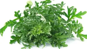 茼蒿菜怎么蒸好吃要蒸几分钟