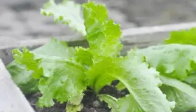 莴苣草酸含量高吗