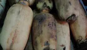 莲藕炖排骨怎么是黑色的