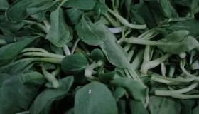 青菜的保存最佳方法和时间