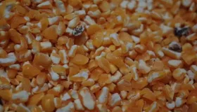 经常吃粗粮会瘦吗