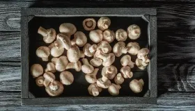 香菇不能和什么一起煮 香菇跟什么不能一起吃