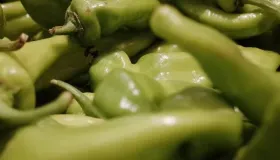 芥兰菜开花的三个征兆