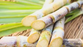 甘蔗皮属于厨余垃圾嘛 甘蔗皮属于什么垃圾
