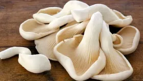 野生蘑菇怎么知道它有没有毒