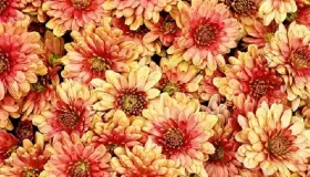 花雕玫瑰煮蛋——补气又养血