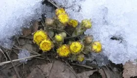野菊花这些功效对身体好