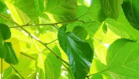霜桑叶泡水喝，宝藏功效等你来发掘！