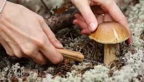 鲜蘑菇的保存方法和储藏时间是多少