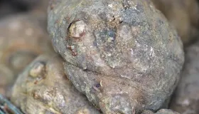 魔芋的碳水含量高吗
