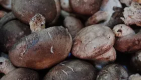 鲜香菇和什么菜搭配炒着吃好吃呢