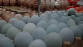 鸡蛋和猪肉哪个更容易消化