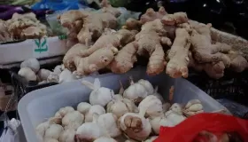 紫苏和生姜治什么作用
