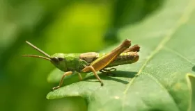 鳝鱼里面有没有寄生虫 鳝鱼有寄生虫怎么办