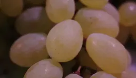 葡萄柚怎么剥出完整果肉