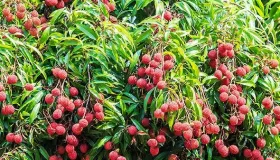 荔枝干怎么保存时间长