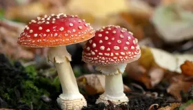 野生干蘑菇怎么制作