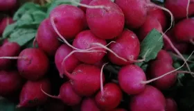 蒸萝卜蒸饺多长时间