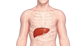 银杏叶的好处 预防疾病保护肝脏