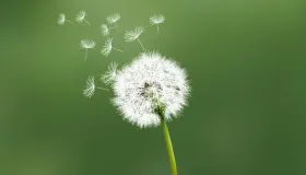 蒲公英有减肥的作用吗