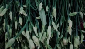 蕹菜怎么做才好吃