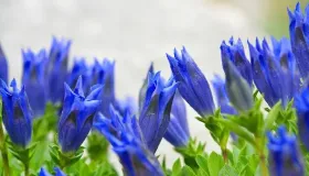 梅花味精和莲花味精哪个好