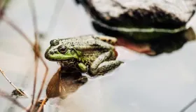 田鸡尽量少吃最好不吃