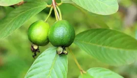 红心芭乐好吃还是白心芭乐好吃