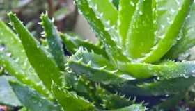 芦荟炒鲜虾——增进食欲帮助解毒