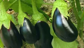 茄子怎么炖不变色